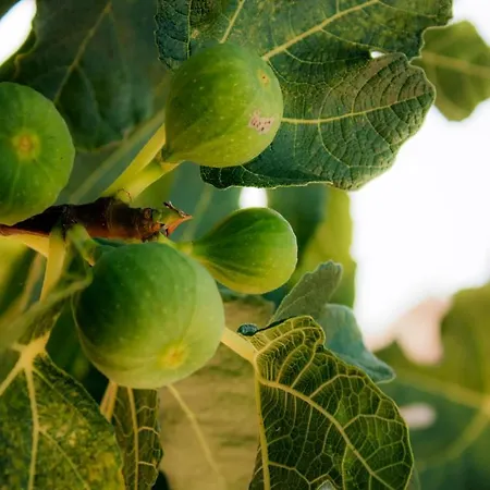 Ruberto * Сан-Джованни-Ротондо