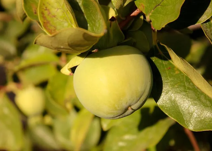 Bed & Breakfast Ruberto *